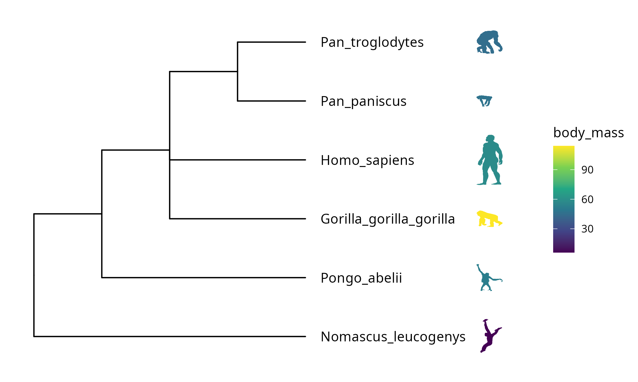 Labelling taxa with phylopic images. The ggtree will automatically download phylopic figures by querying provided UID. The figures can be colored using numerical or categorical values.