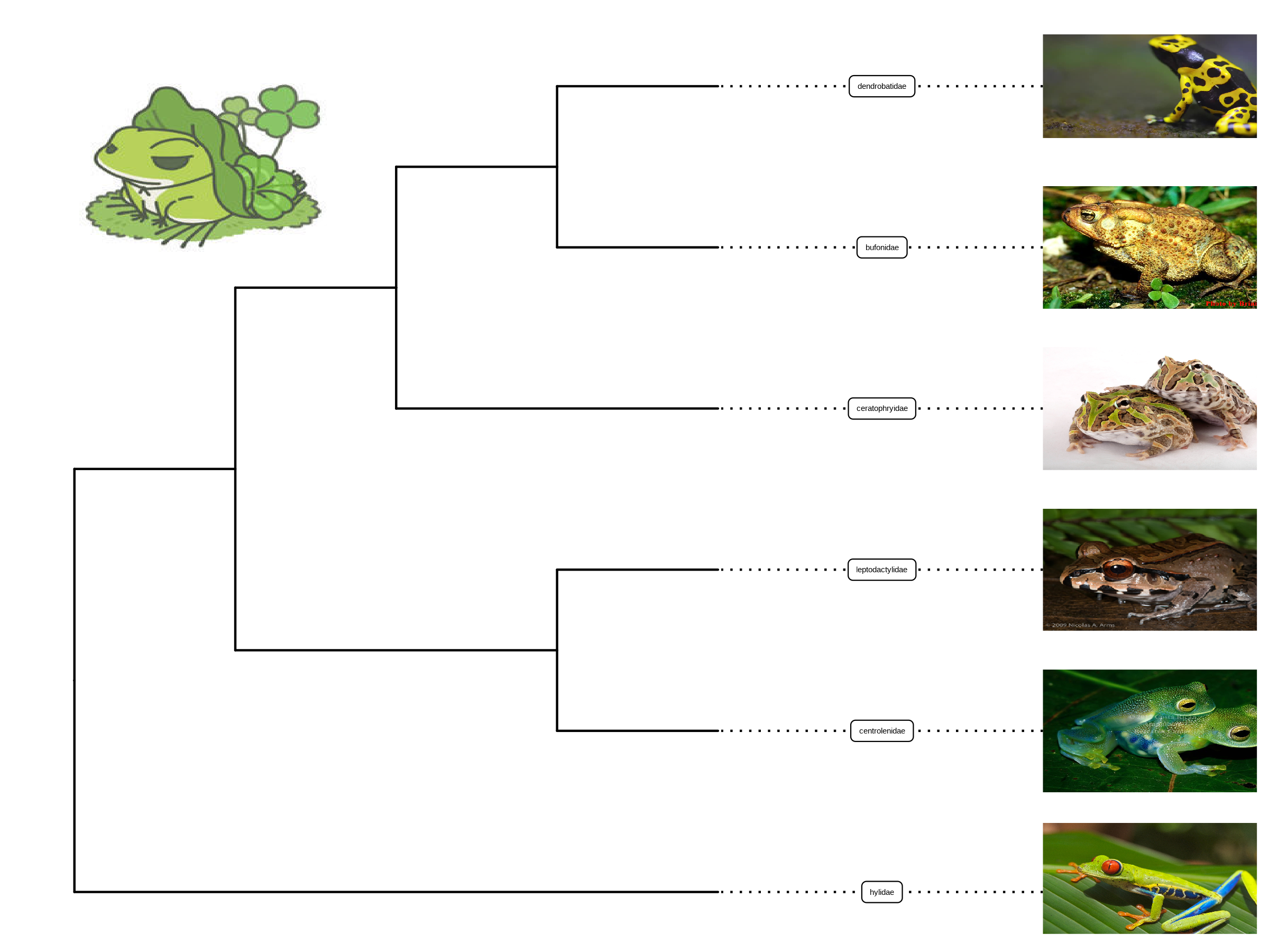 Labelling taxa with images. Users need to specify geom = 
