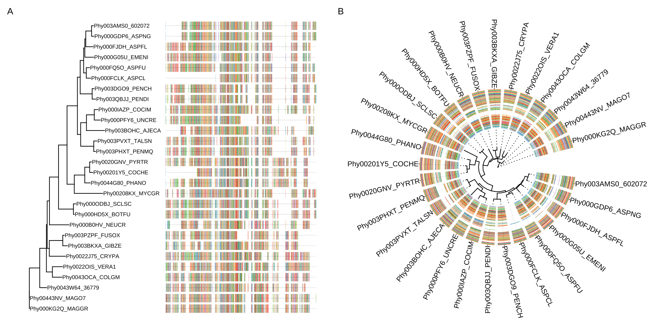 Example of plotting multiple sequence alignments with a tree. Whole MSA sequences were visualized with a tree in rectangular layout (A). Circular layout with a slice of alignment window (B).