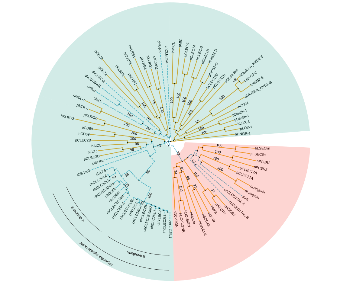 Phylogenetic tree of CTLDcps. Using different background colors, line types and colors, and clade labels to distinguish groups.